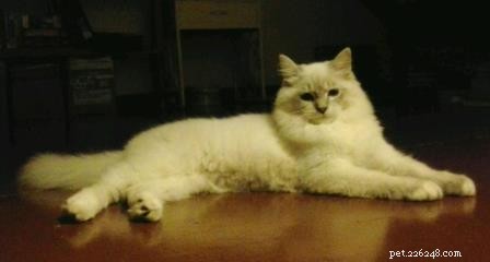 Rocky: Celebrated Ragdoll Kitten of the Month