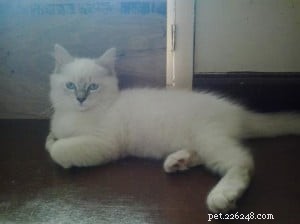Rocky: Celebrated Ragdoll Kitten of the Month