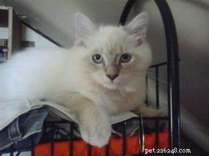Rocky: Celebrated Ragdoll Kitten of the Month