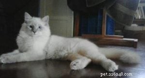 Rocky: Celebrated Ragdoll Kitten of the Month