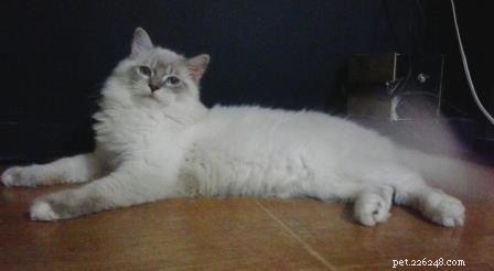 Rocky: Celebrated Ragdoll Kitten of the Month