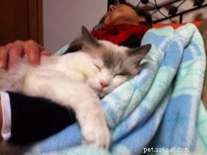 Remembering Abby: Tribute to Our Beloved Ragdoll