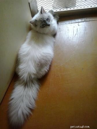Rocky: Celebrated Ragdoll Kitten of the Month