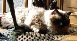 Caring for Your Senior Cat: A Practical Guide