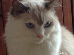 Remembering Abby: Tribute to Our Beloved Ragdoll