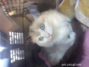 Remembering Abby: Tribute to Our Beloved Ragdoll