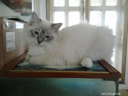 Rocky: Celebrated Ragdoll Kitten of the Month