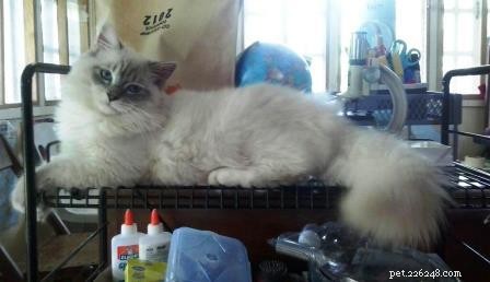 Rocky: Celebrated Ragdoll Kitten of the Month