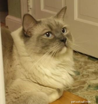 Thunder: A Ragdoll’s Journey to a Loving Home