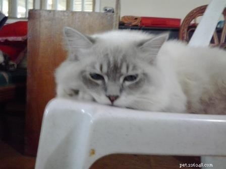 Rocky: Celebrated Ragdoll Kitten of the Month