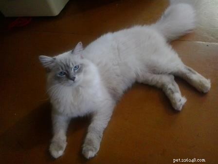 Rocky: Celebrated Ragdoll Kitten of the Month