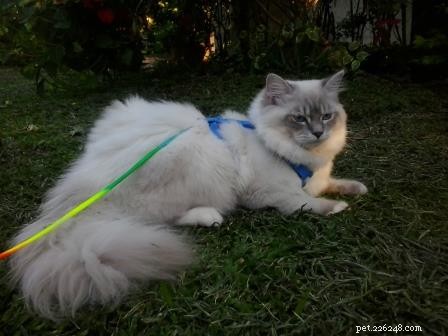 Rocky: Celebrated Ragdoll Kitten of the Month