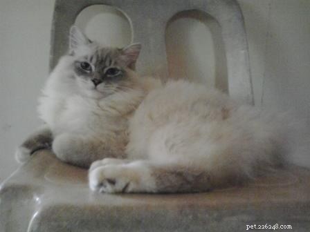 Rocky: Celebrated Ragdoll Kitten of the Month