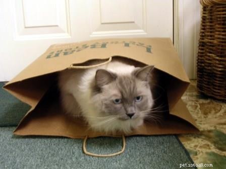 Thunder: A Ragdoll’s Journey to a Loving Home