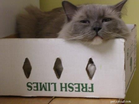 Thunder: A Ragdoll’s Journey to a Loving Home