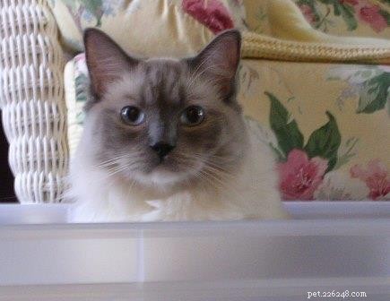Thunder: A Ragdoll’s Journey to a Loving Home