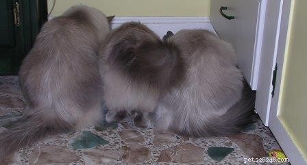 Thunder: A Ragdoll’s Journey to a Loving Home