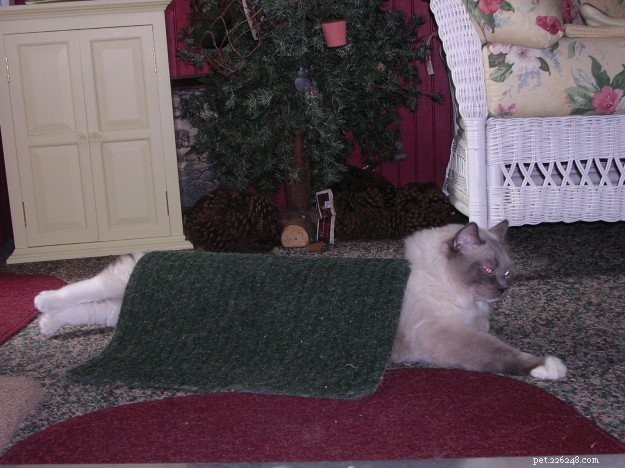 Thunder: A Ragdoll’s Journey to a Loving Home