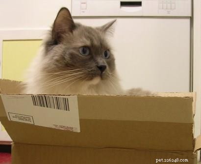 Thunder: A Ragdoll’s Journey to a Loving Home
