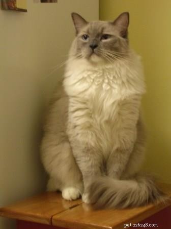 Thunder: A Ragdoll’s Journey to a Loving Home