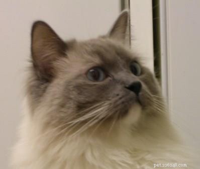 Thunder: A Ragdoll’s Journey to a Loving Home