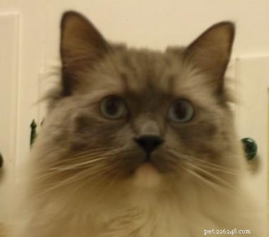 Thunder: A Ragdoll’s Journey to a Loving Home