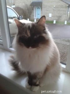 Meet Mimi: Your New Ragdoll Companion