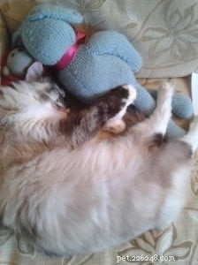 Meet Mimi: Your New Ragdoll Companion