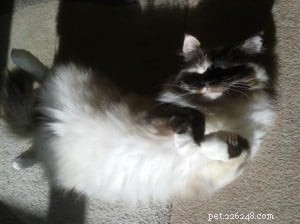 Meet Mimi: Your New Ragdoll Companion