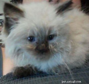 Meet Mozart: This Month s Featured Ragdoll Kitten