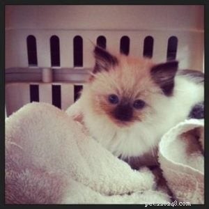 Meet Mozart: This Month s Featured Ragdoll Kitten