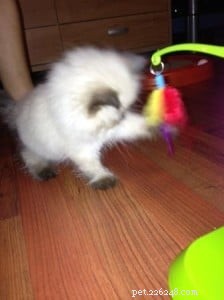 Meet Mozart: This Month s Featured Ragdoll Kitten