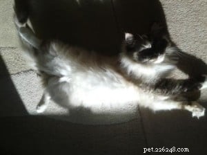 Meet Mimi: Your New Ragdoll Companion