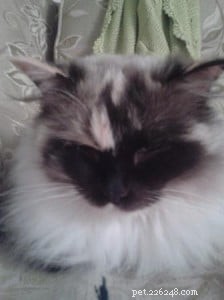 Meet Mimi: Your New Ragdoll Companion