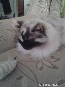 Meet Mimi: Your New Ragdoll Companion