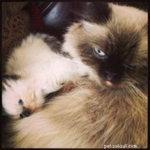 Meet Mozart: This Month s Featured Ragdoll Kitten