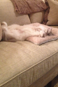 Meet Miss Finley: The Charming Ragdoll of the Week