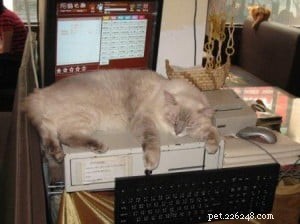Meet Duoduo: Ragdoll Cat Spotlight of the Week