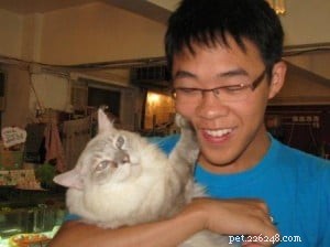 Meet Duoduo: Ragdoll Cat Spotlight of the Week