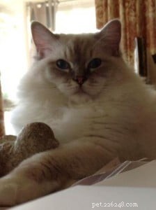 Meet Miss Finley: The Charming Ragdoll of the Week