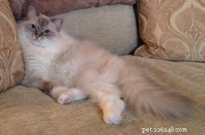 Meet Miss Finley: The Charming Ragdoll of the Week