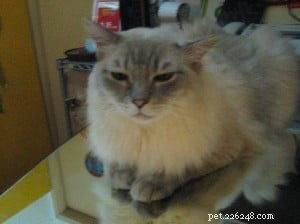 Meet Duoduo: Ragdoll Cat Spotlight of the Week