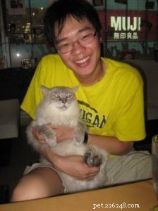 Meet Duoduo: Ragdoll Cat Spotlight of the Week