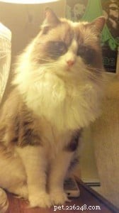Chief: Spotlight on Our Ragdoll of the Week