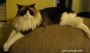 Chief: Spotlight on Our Ragdoll of the Week