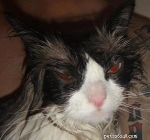 Chief: Spotlight on Our Ragdoll of the Week