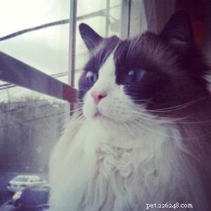Chief: Spotlight on Our Ragdoll of the Week
