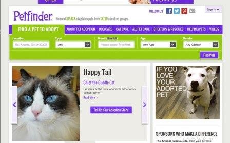 Chief: Spotlight on Our Ragdoll of the Week