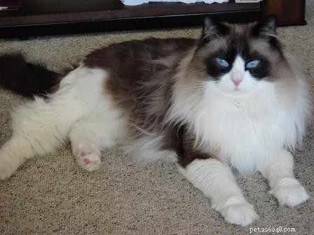 Chief: Spotlight on Our Ragdoll of the Week