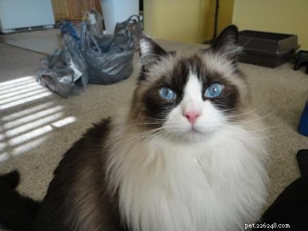 Chief: Spotlight on Our Ragdoll of the Week